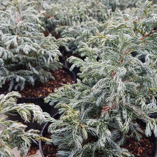 Conifer Chamaecyparis filifera Nana Dwarf  | ScotPlants Direct